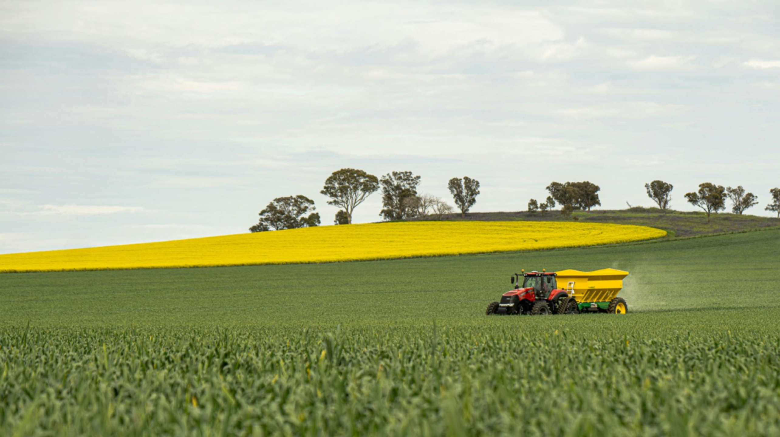 Tractor spreading fertilizer on a green field in front of a yellow canola field.